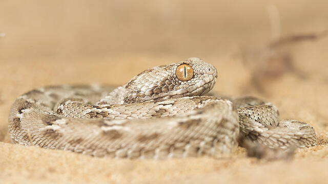 Фото: shutterstock (צילום: shutterstock) Фото: shutterstock