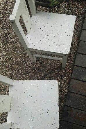 גשם פחם חדרה