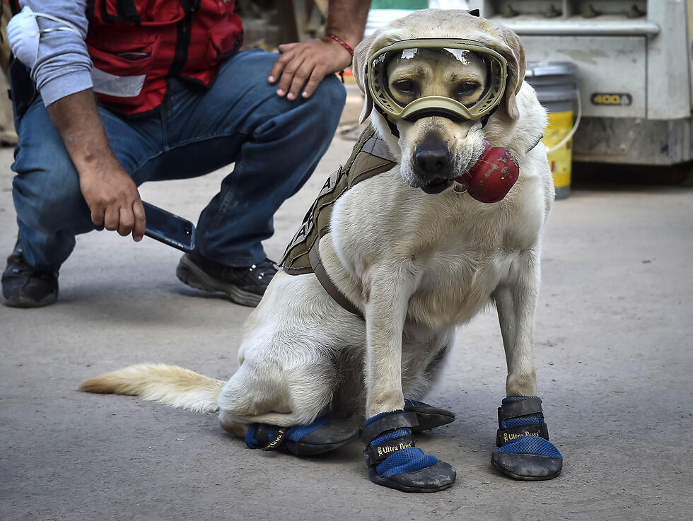 Dog trained to help search the wreckage (Photo: AFP) (צילום: AFP) Dog trained to help search the wreckage (Photo: AFP)