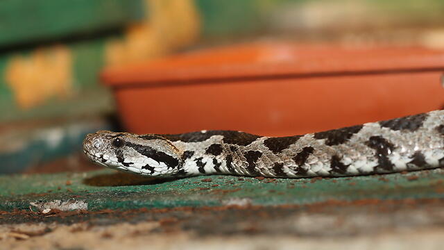 Палестинская гадюка Вернера. Фото:shutterstock (צילום: shutterstock) Палестинская гадюка Вернера. Фото:shutterstock