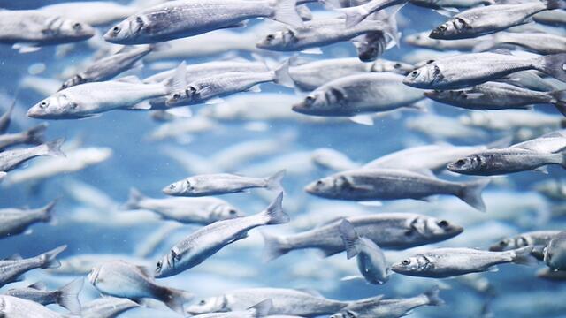 Фото: shuttertock (צילום: shuttertock) Фото: shuttertock