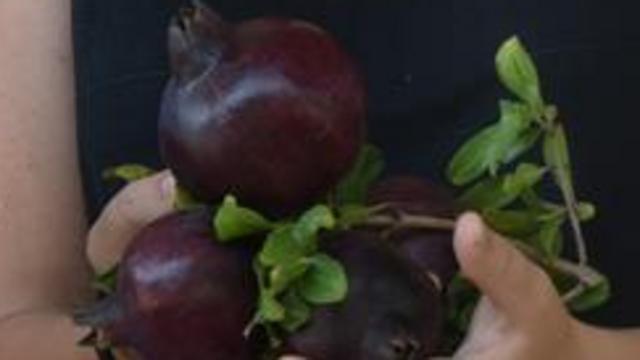 Фото: Авиягу Шапира