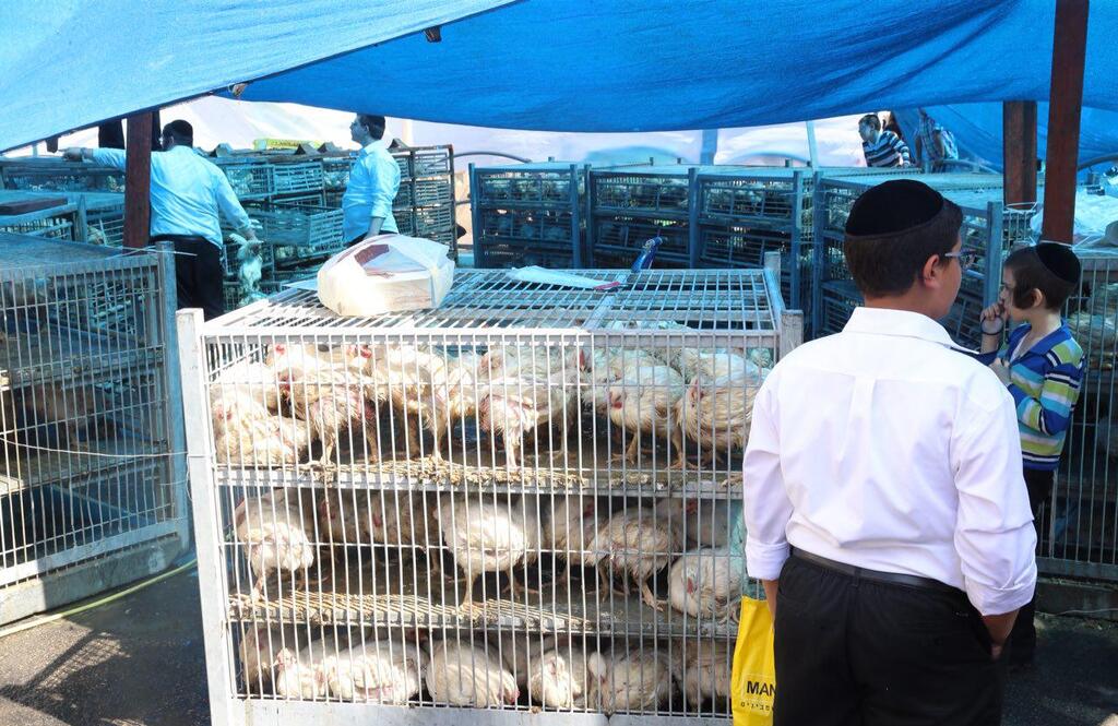 Yosef warned about conditions at large-scale kapparot sites, where birds may be kept for extended periods in unsuitable conditions (Photo: Motti Kimchi) Yosef warned about conditions at large-scale kapparot sites, where birds may be kept for extended periods in unsuitable conditions