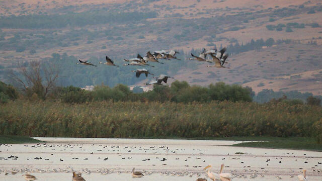 Фото: Моти Кимхи (צילום: מוטי קמחי) Фото: Моти Кимхи