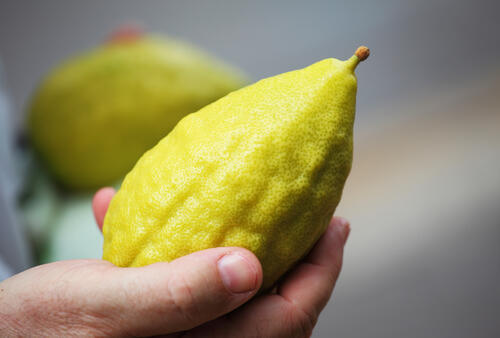 Этрог. Фото: shutterstock