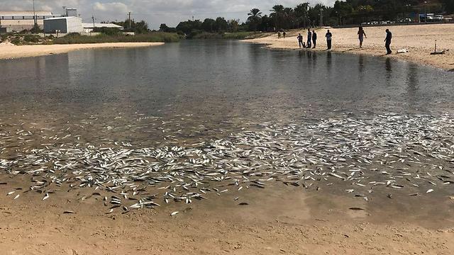 Фото: Рои Гвилиnullnull Фото: Рои Гвили