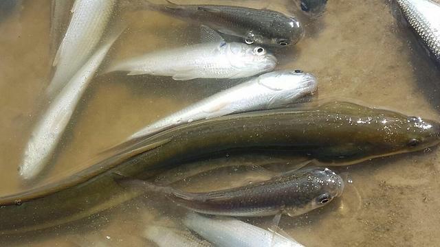 Фото: Рои Гвили (צילום: רוי גוילי) Фото: Рои Гвили