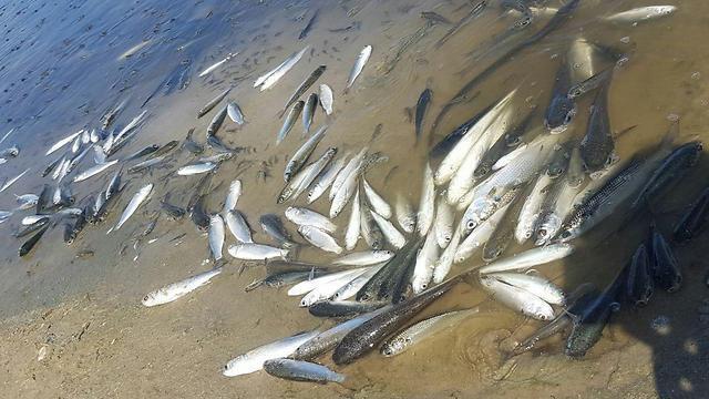 Фото: Рои Гвили (צילום: רוי גוילי) Фото: Рои Гвили