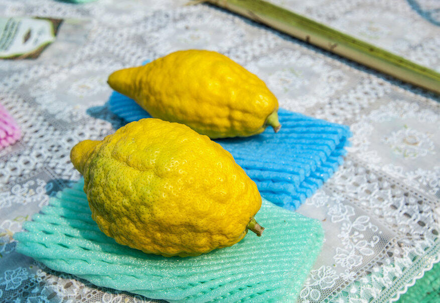 Этроги (Макс Шамота) Этроги