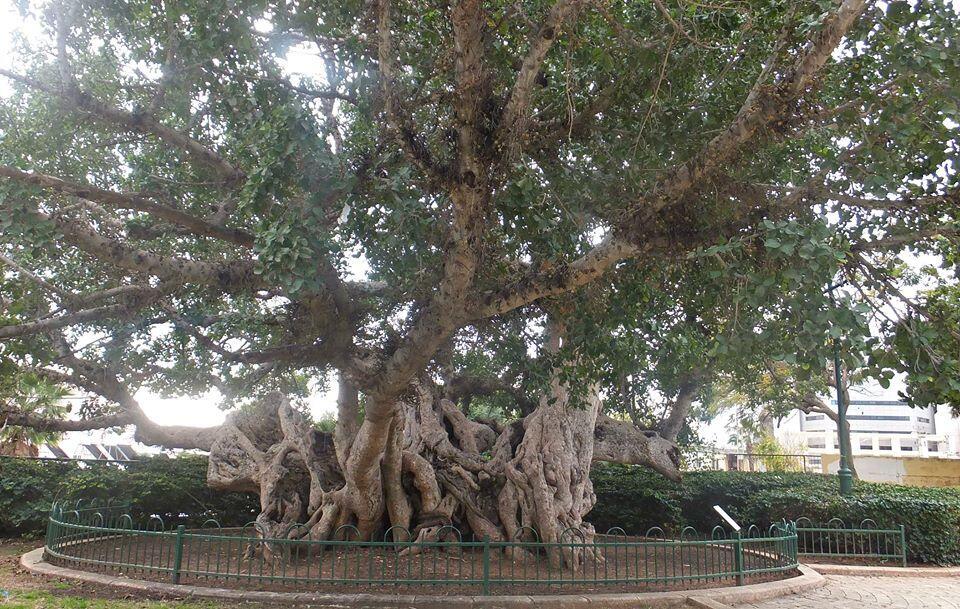 Фото: Леон Левитас (Леон Левитас) Фото: Леон Левитас