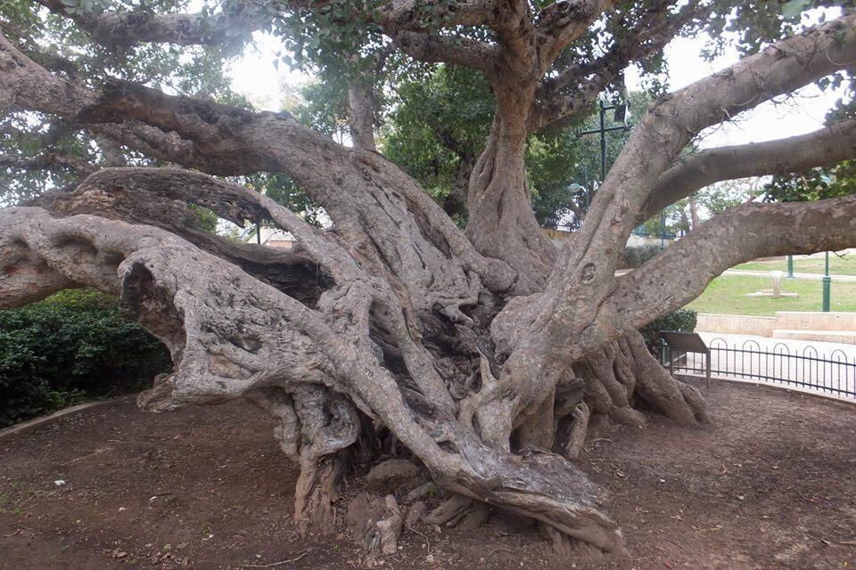 Леон Левитас