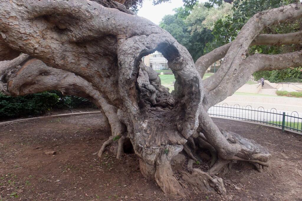 Леон Левитас