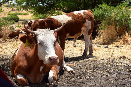 Фото: shutterstock