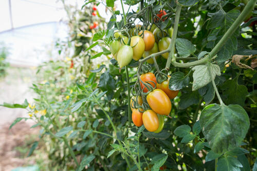 Фото: shutterstock