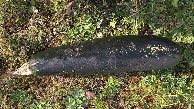 Кабачок. Фото: АР