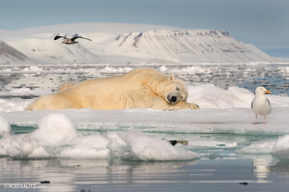 Фото: Рои Глиц