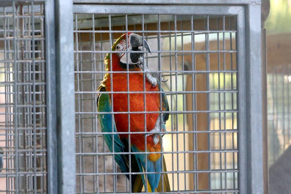 Попугаи под дождем. Фото: Моти Кимхи (Фото: Моти Кимхи) Попугаи под дождем. Фото: Моти Кимхи