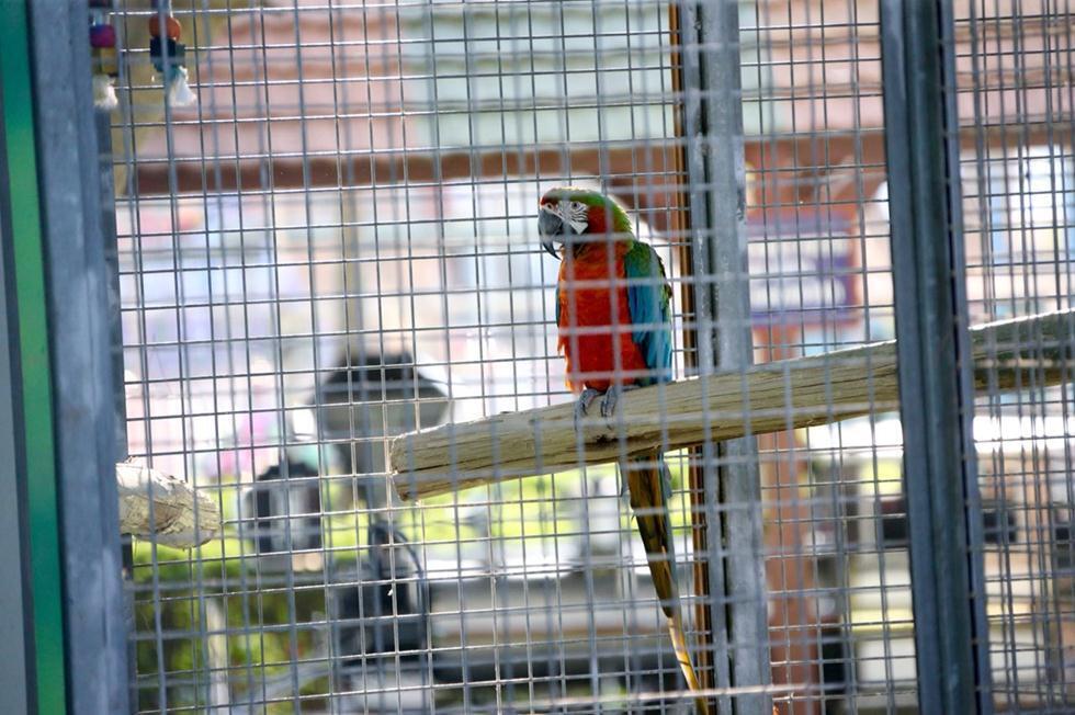 Попугаи под дождем. Фото: Моти Кимхи (Попугаи) Попугаи под дождем. Фото: Моти Кимхи