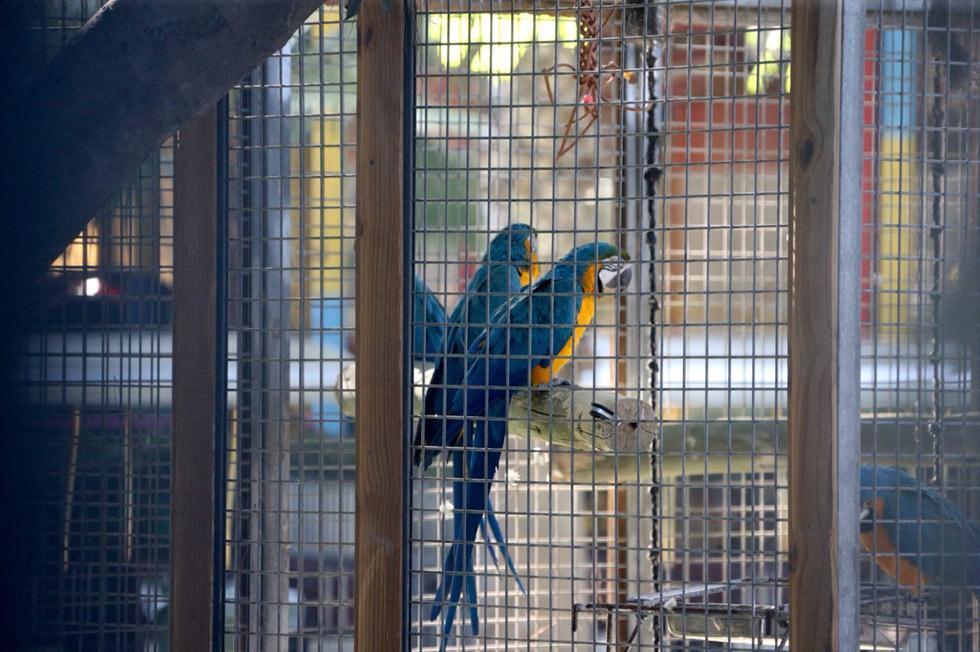 Попугаи под дождем. Фото: Моти Кимхи (Попугаи) Попугаи под дождем. Фото: Моти Кимхи