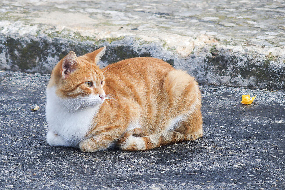 Иллюстрация: shutterstock (צילום: shutterstock) Иллюстрация: shutterstock