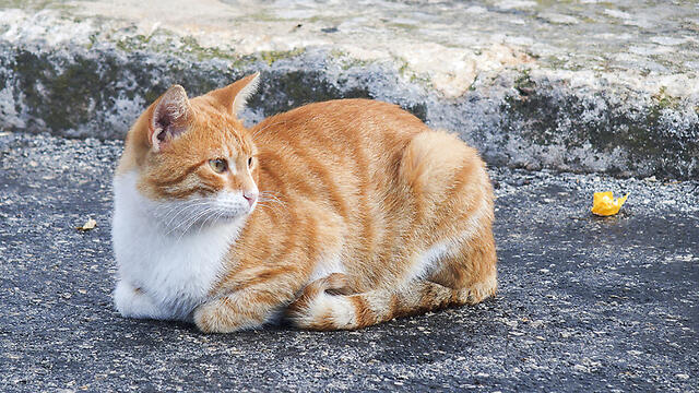 Иллюстрация: shutterstock (צילום: shutterstock) Иллюстрация: shutterstock