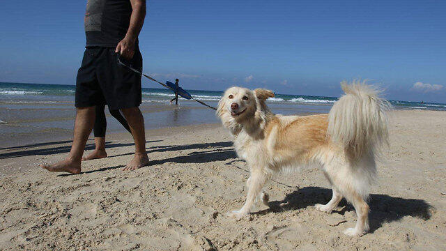 В Израиле снова тепло. Фото: Ави Муалем (צילום: אבי מועלם) В Израиле снова тепло. Фото: Ави Муалем