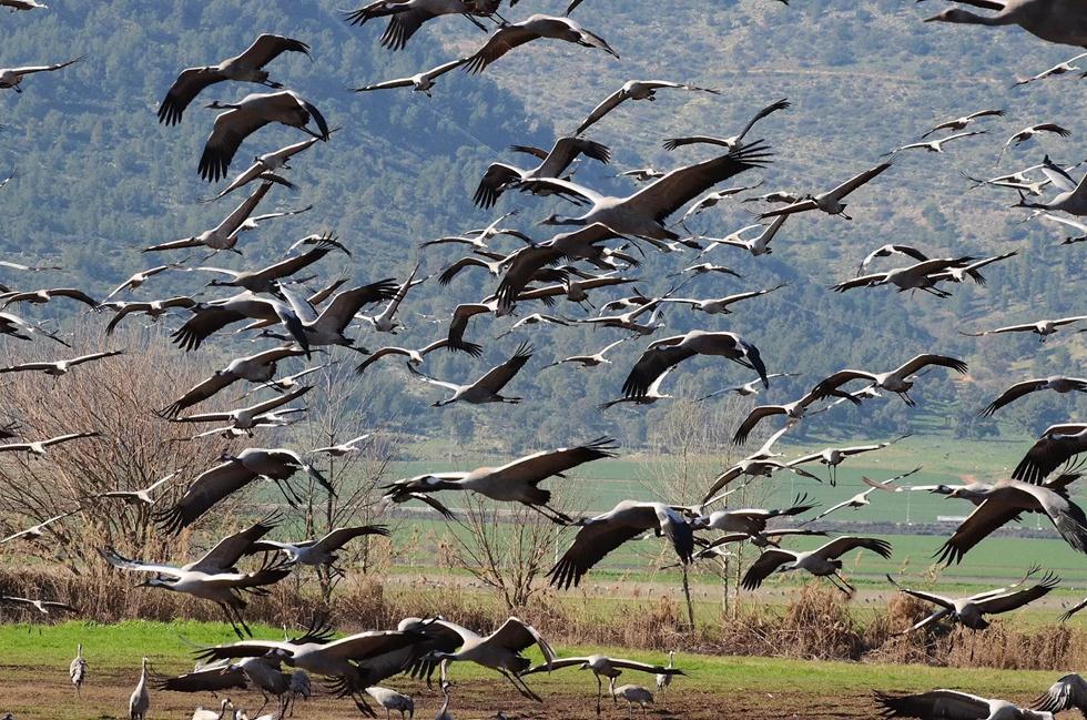 Журавли в долине Хула. Фото: Узи Паз (Узи Паз) Журавли в долине Хула. Фото: Узи Паз