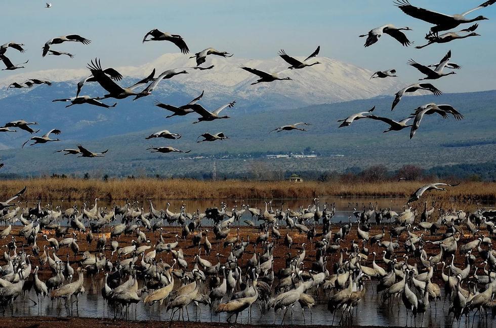 Журавли в долине Хула. Фото: Узи Паз (Узи Паз) Журавли в долине Хула. Фото: Узи Паз
