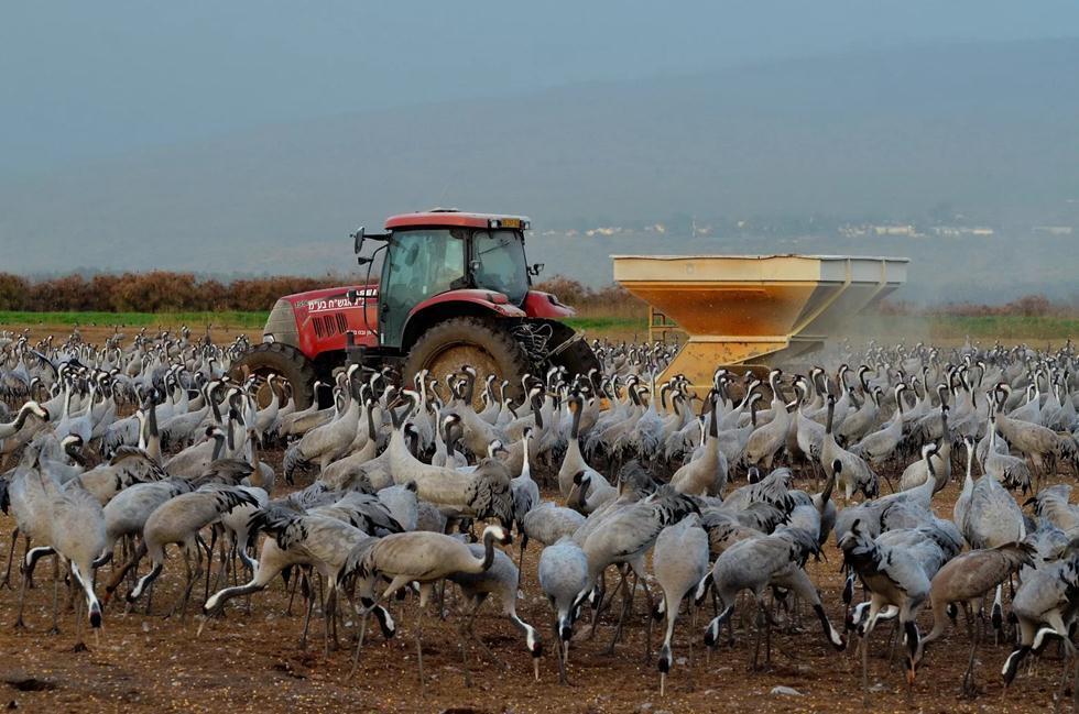 Кукурузу рассыпают с тележек. Фото: Узи Паз (Узи Паз) Кукурузу рассыпают с тележек. Фото: Узи Паз