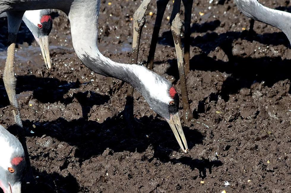Фото: Узи Паз (Узи Паз) Фото: Узи Паз