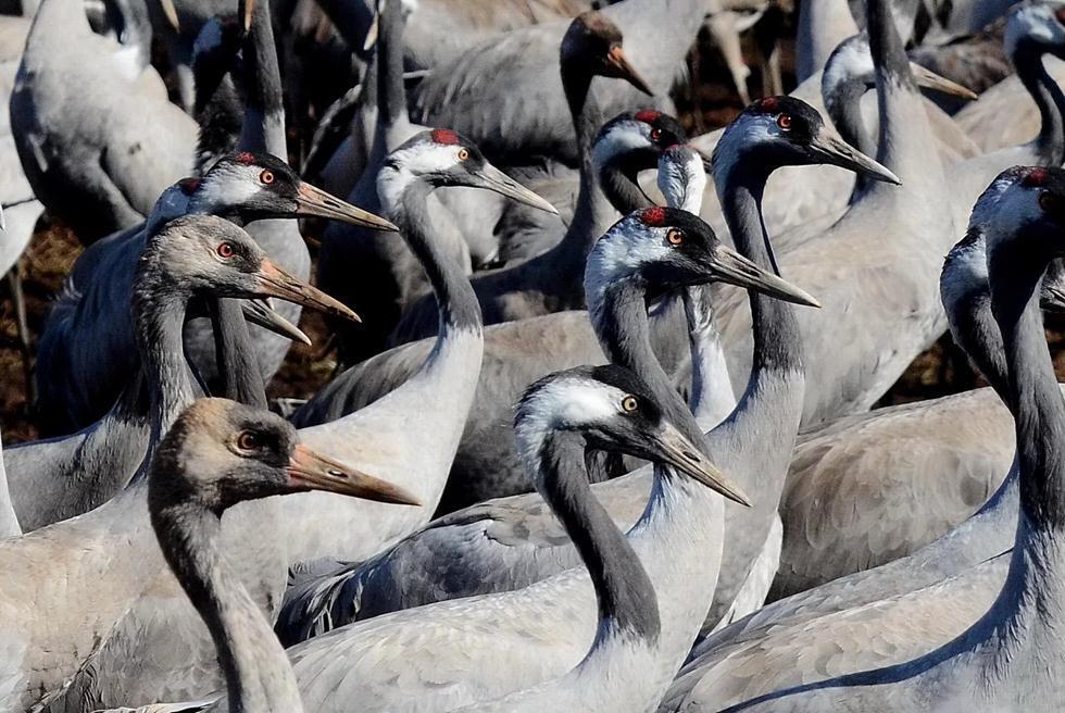 У взрослых птиц красные хохолки. Фото: Узи Паз (Узи Паз) У взрослых птиц красные хохолки. Фото: Узи Паз