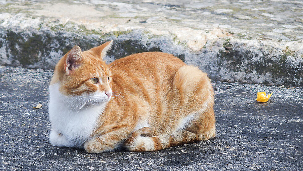 Кошка, иллюстрация