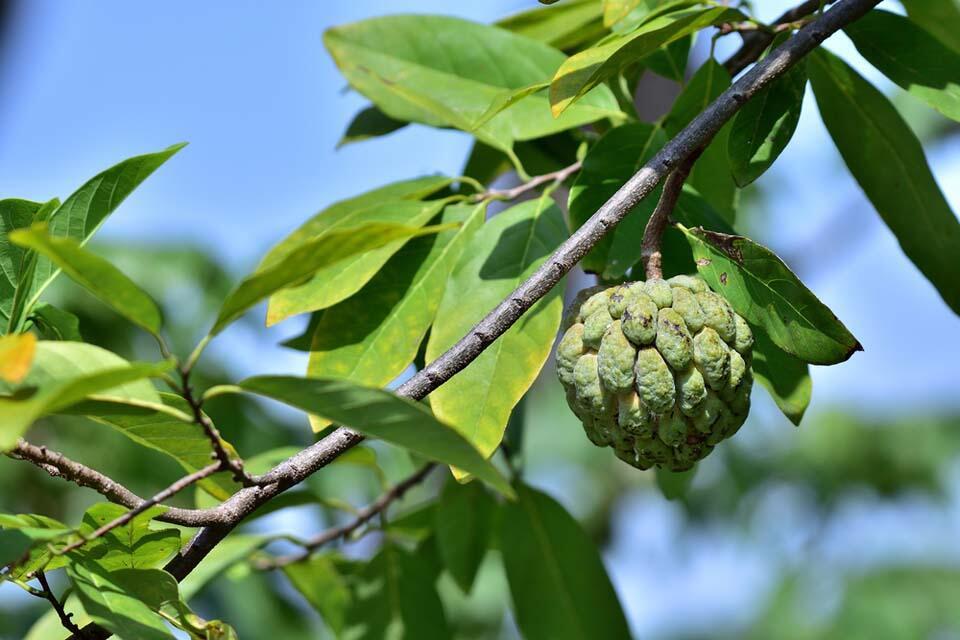 Аннона. Фото: Shutterstock.com (Фото: Shutterstock.com) Аннона. Фото: Shutterstock.com