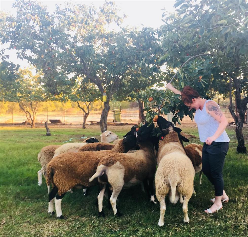 Ферма в районе Хевель-Модиин. Фото: Лин Леви (צילום: לין לוי) Ферма в районе Хевель-Модиин. Фото: Лин Леви