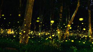 הריקוד המואר של הטבע