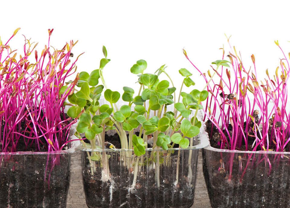 Ростки свеклы и ростки редиски. Фото: Shutterstock.com (Фото: shutterstock) Ростки свеклы и ростки редиски. Фото: Shutterstock.com