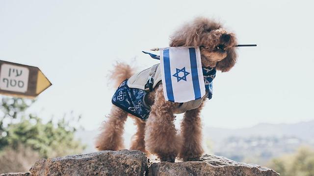 Israel puppy love