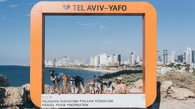#Jaffa
