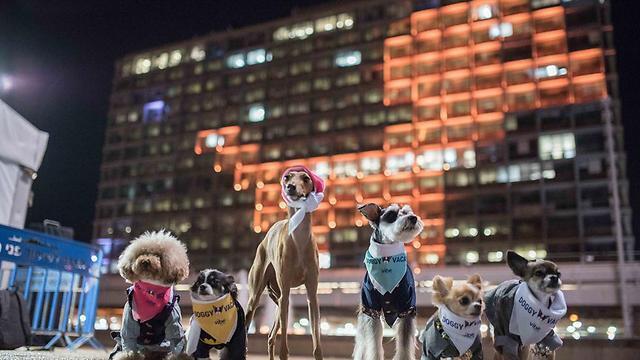 Meeting the giant dog of light on the Tel Aviv municipality building (Photo: Or Kaplan, courtesy Vibe Israel) Meeting the giant dog of light on the Tel Aviv municipality building