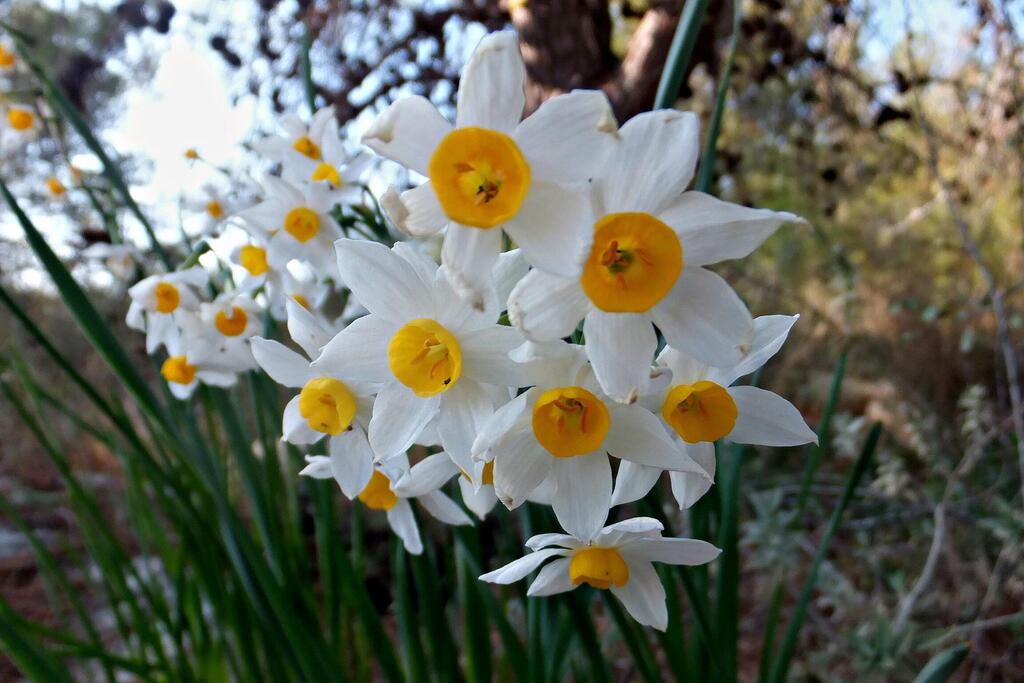 Нарциссы в лесу Шохам (Леон Левитас) Нарциссы в лесу Шохам