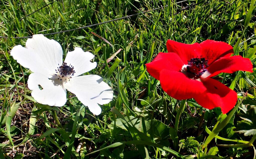 Анемоны (Леон Левитас) Анемоны