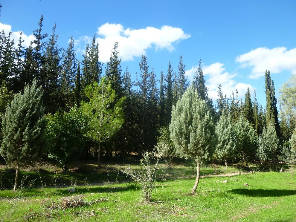 Леон Левитас