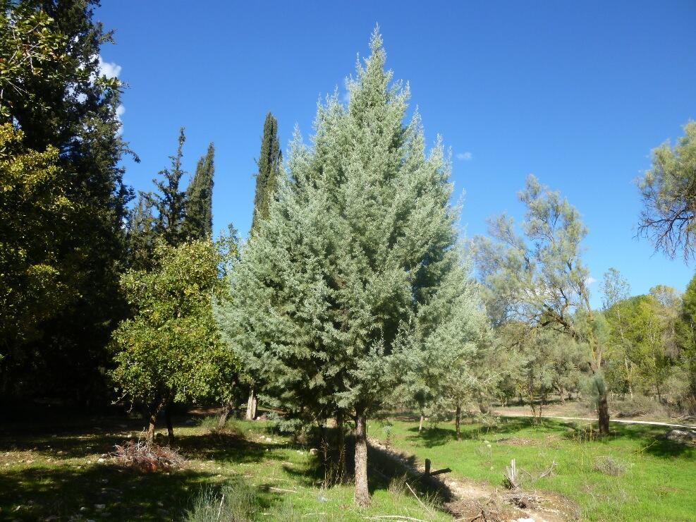 Леон Левитас