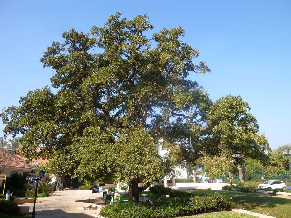 Многовековой дуб в мошаве Нордия