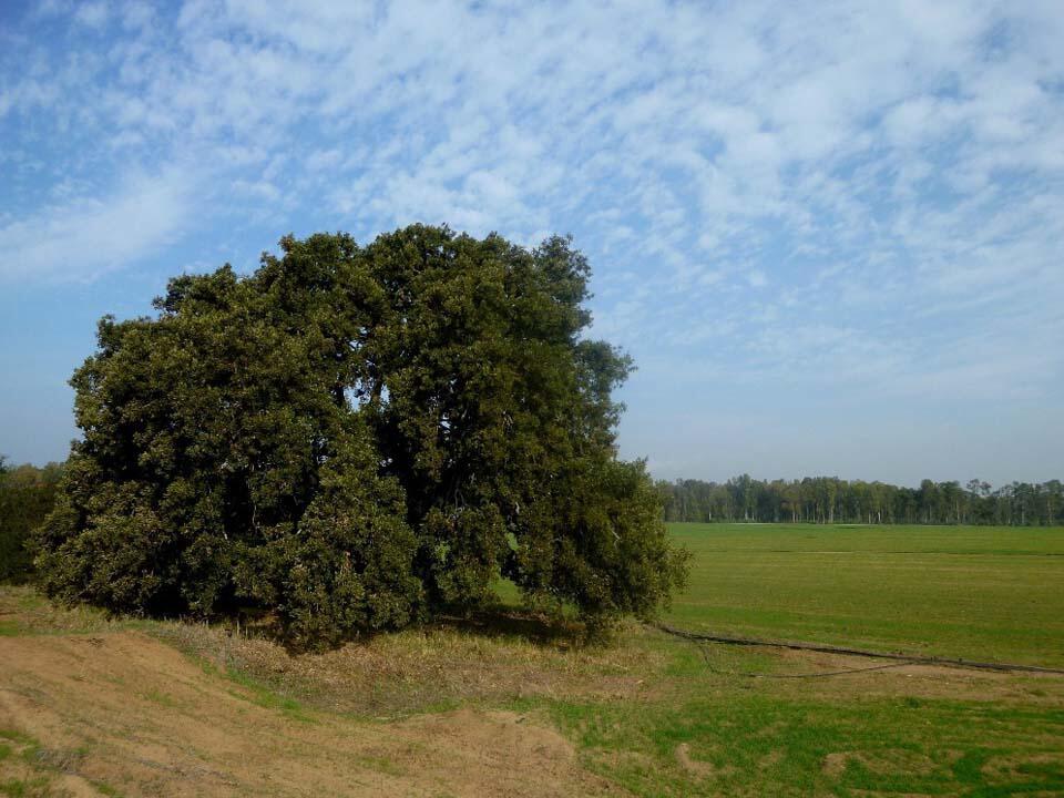 Одинокий дуб в долине Хефер