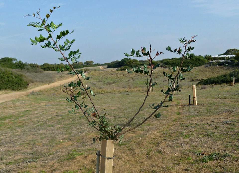 Восьмилетний таворский дуб