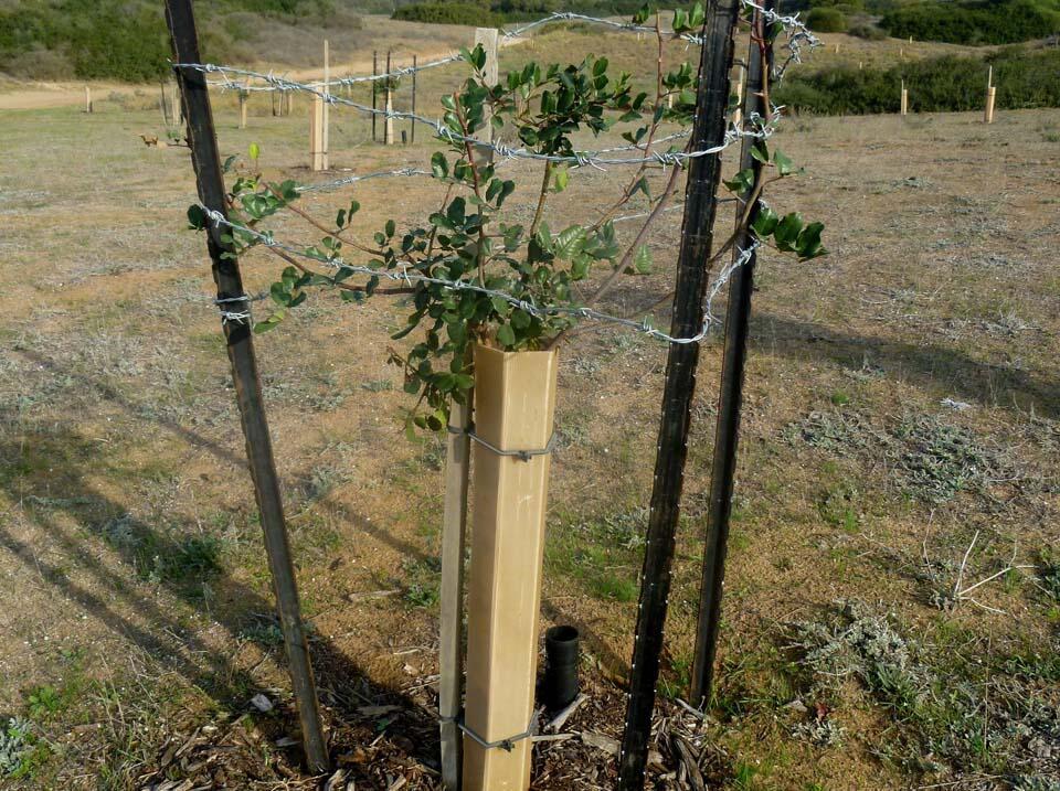 Молодой дуб, защищенный оградой