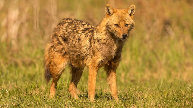 Фото: shutterstock