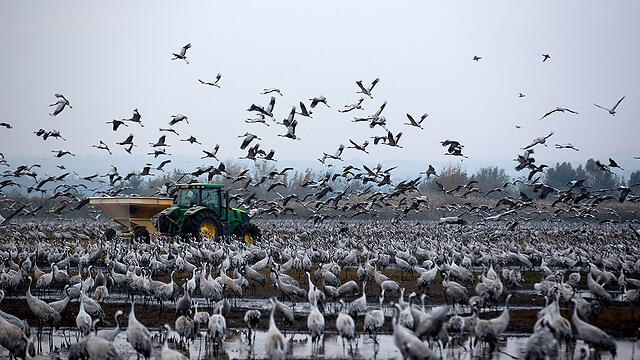 Журавли в заповеднике Хула. Фото: EPA (צילום: EPA) Журавли в заповеднике Хула. Фото: EPA