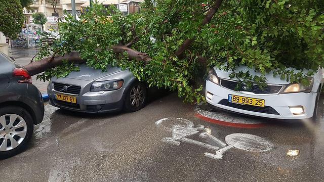 Рухнувшее в Тель-Авиве дерево (צילום: דוברות המשטרה) Рухнувшее в Тель-Авиве дерево